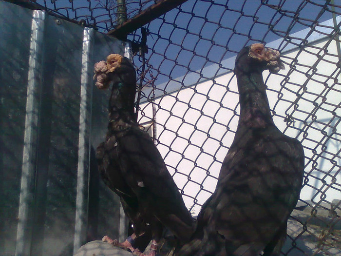 pereche vanduti 2009 - Carieri