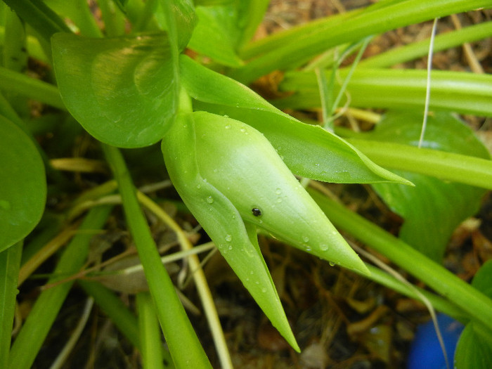 Hosta_Plantain Lily (2012, August 07) - LILY Plantain Lily Hosta