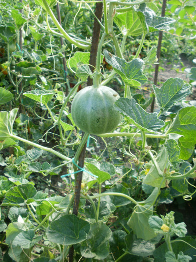 P8035252 - Gradina de legume 2012