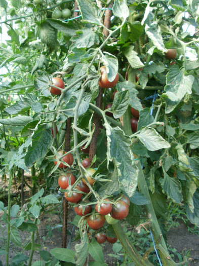P8035271 - Gradina de legume 2012