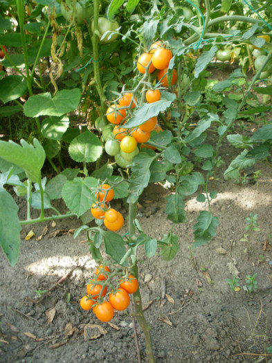 P8035279 - Gradina de legume 2012