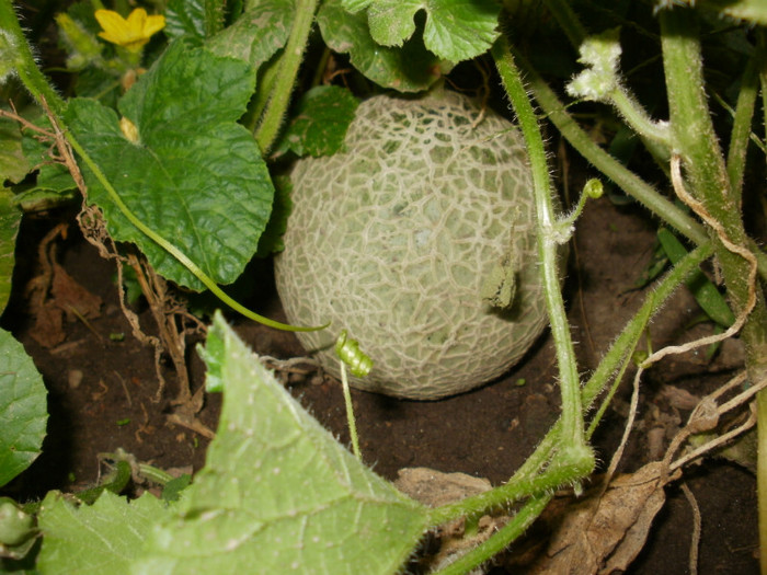 P8045361 - Gradina de legume 2012