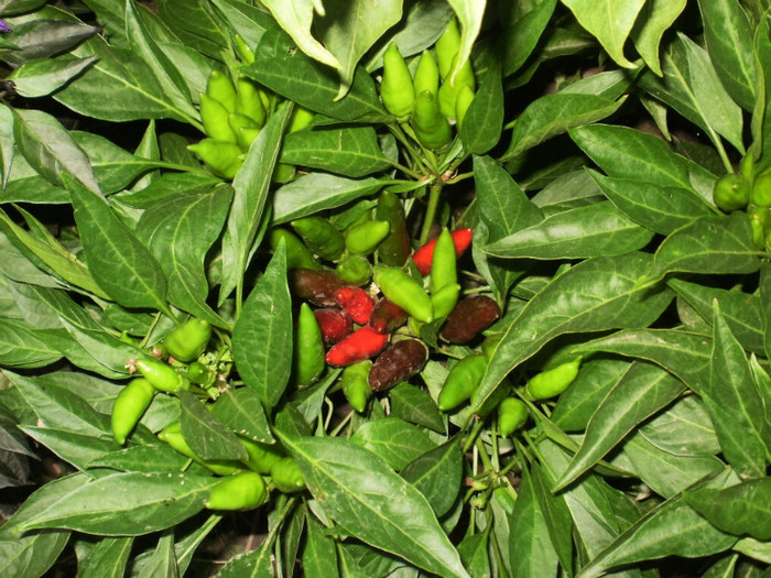 P8075809 - Gradina de legume 2012