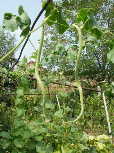 P8085855 - Gradina de legume 2012