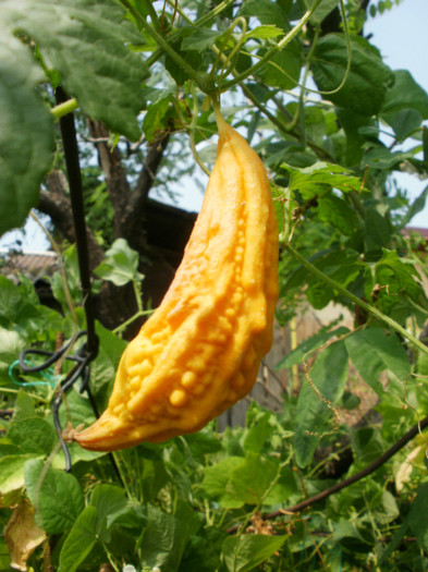 P8085860 - Gradina de legume 2012