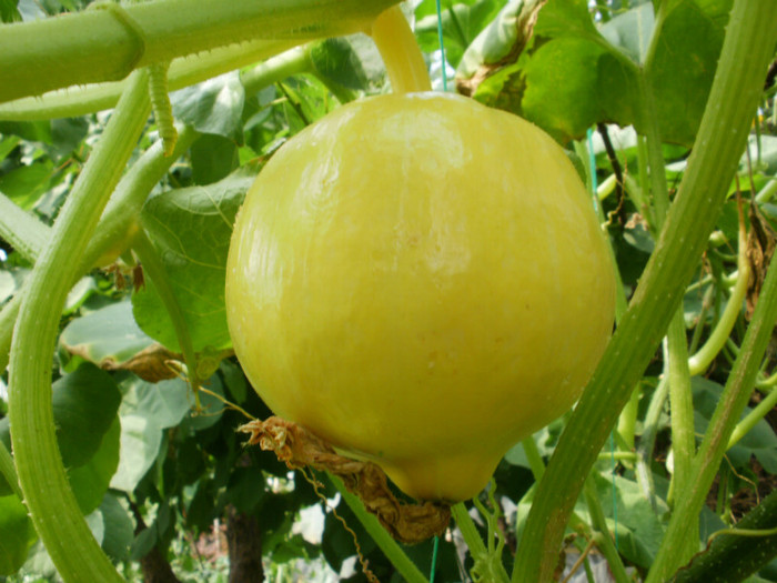 P8085862 - Gradina de legume 2012