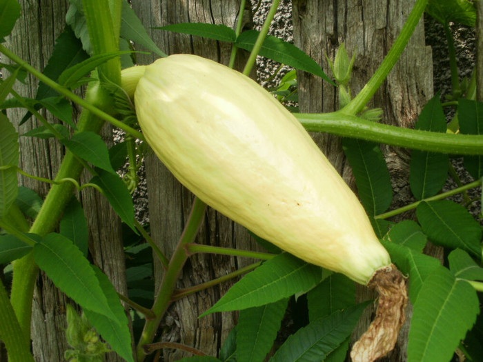 P8085864 - Gradina de legume 2012