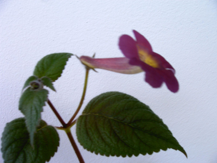 IMAG0003 - ACHIMENES
