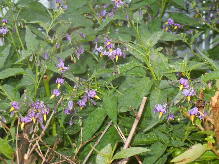 Solanum dulcamara (2012, Aug.07) - Solanum dulcamara