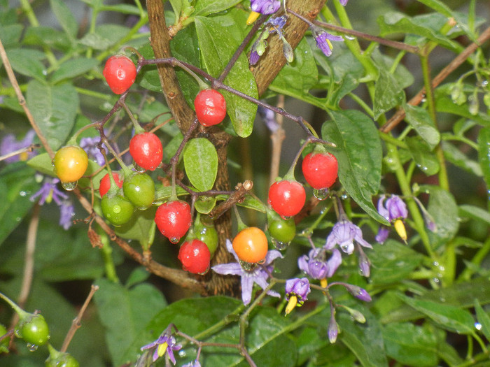 Solanum dulcamara (2012, Aug.07)