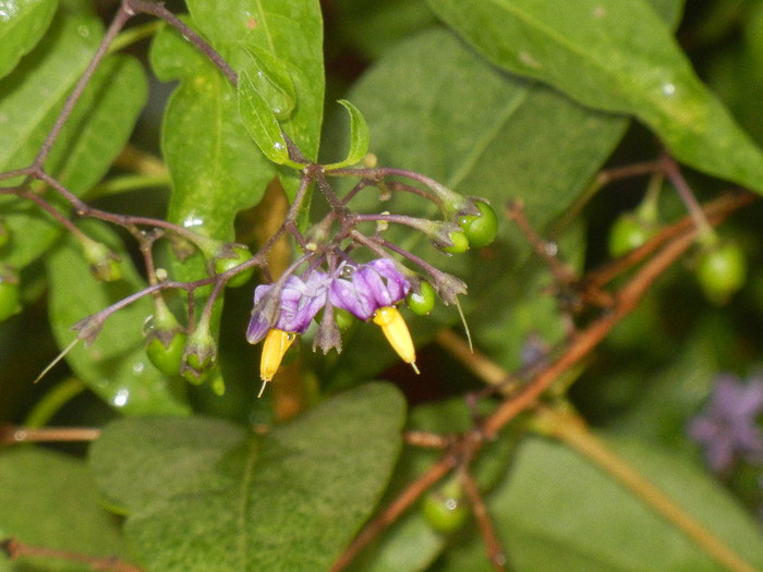 Solanum dulcamara (2012, Aug.07)