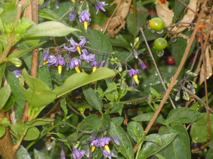 Solanum dulcamara (2012, Aug.07)