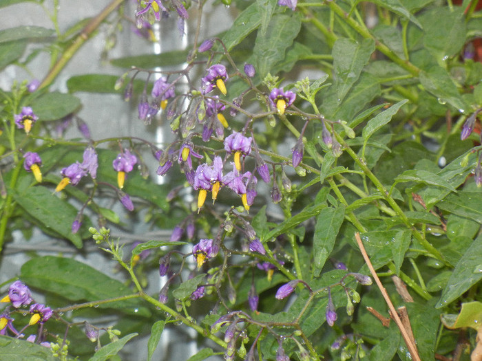 Solanum dulcamara (2012, Aug.07) - Solanum dulcamara