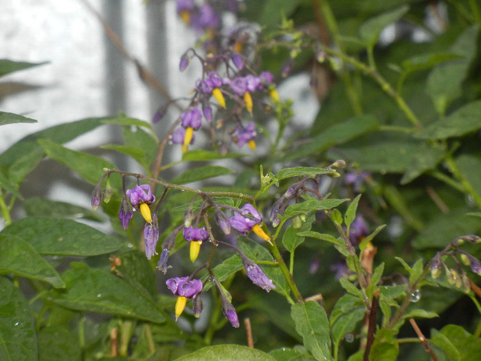 Solanum dulcamara (2012, Aug.07)