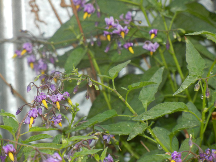 Solanum dulcamara (2012, Aug.07)