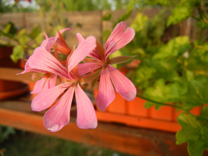 Mini Cascade Pink (2012, Aug.07) - Ivy-geranium Mini Cascade Pink