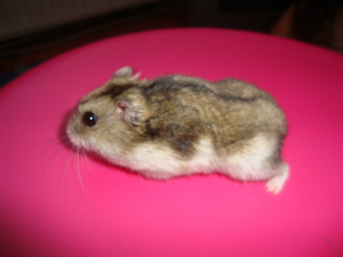  - hamsterul Jerry