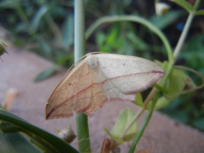 Striped moth, 07aug2012 - Striped moth