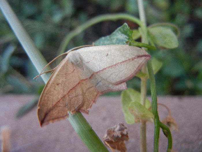 Striped moth, 07aug2012 - Striped moth