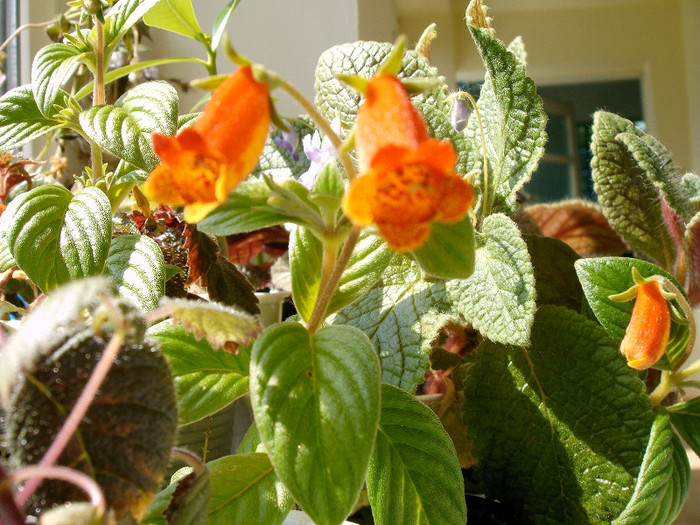 IMAG0016 - Alte Gesneriaceae