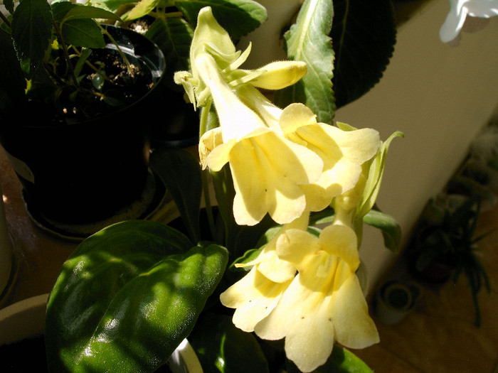 IMAG0049 - Alte Gesneriaceae
