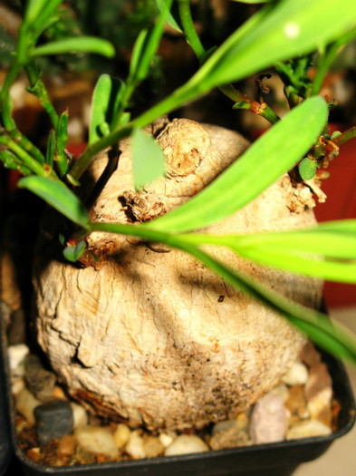 Euphorbia trichadenia - NEWS 2012 Suculente si Cacti