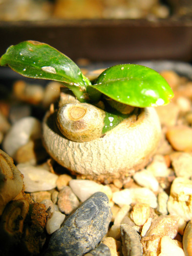 Euphorbia poissoni - NEWS 2012 Suculente si Cacti
