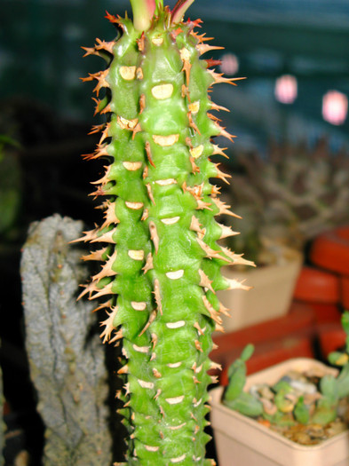 Euphorbia viguieri - NEWS 2012 Suculente si Cacti