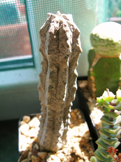 Euphorbia abdelkuri