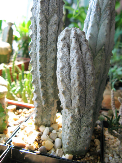 Euphorbia abdelkuri