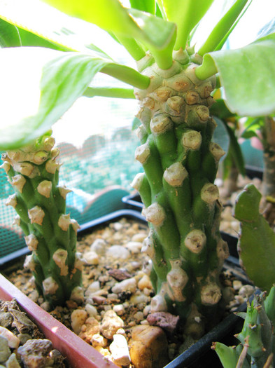 Euphorbia sp. Africa de vest - NEWS 2012 Suculente si Cacti