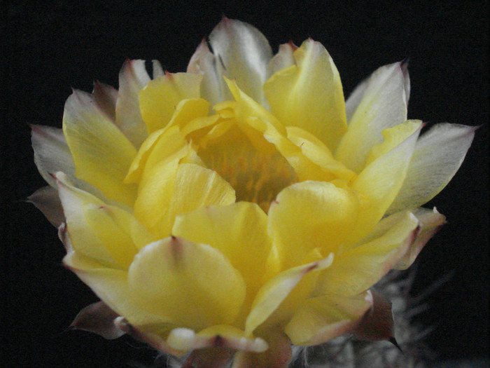 Acanthocalycium thionanthum v. glaucum