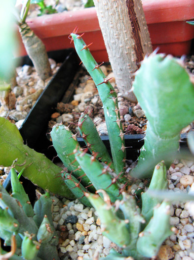 Euphorbia opuntioides - NEWS 2012 Suculente si Cacti