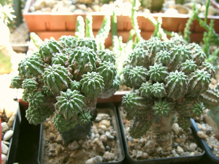 euphorbia sepulta - NEWS 2012 Suculente si Cacti