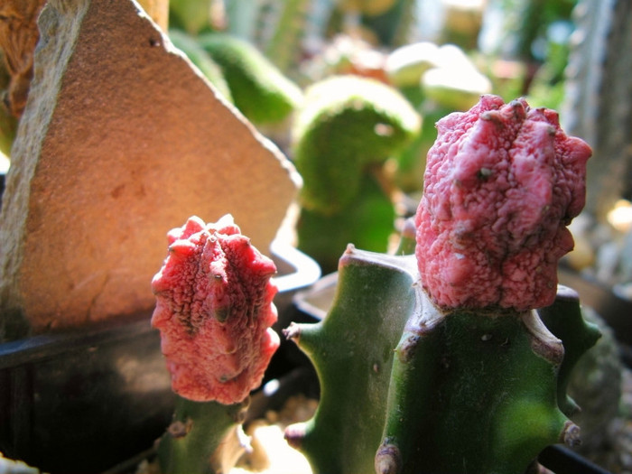 Euphorbia abdelkuri cv. Damask - NEWS 2012 Suculente si Cacti