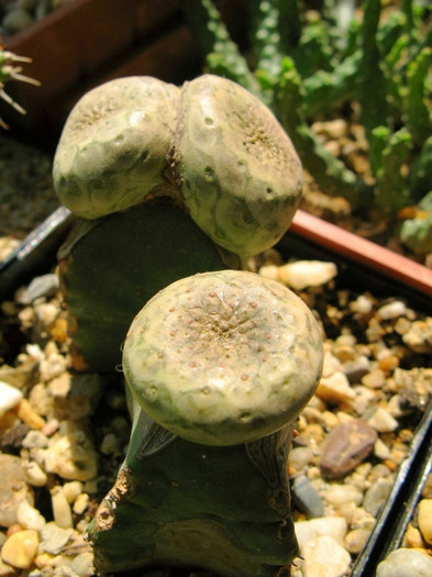 Euphorbia turbiniformis - NEWS 2012 Suculente si Cacti