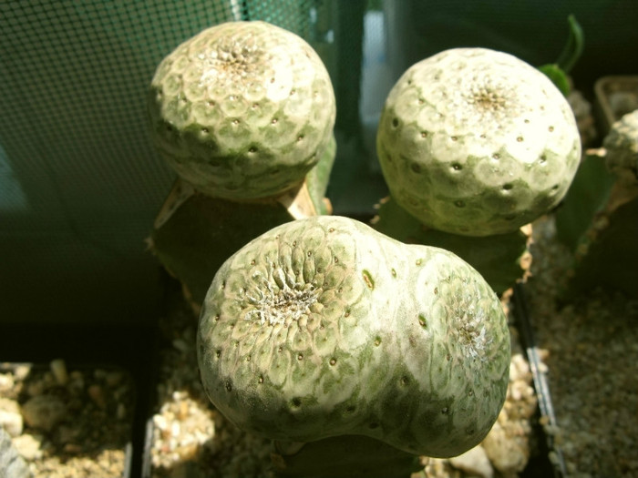 Euphorbia turbiniformis - NEWS 2012 Suculente si Cacti