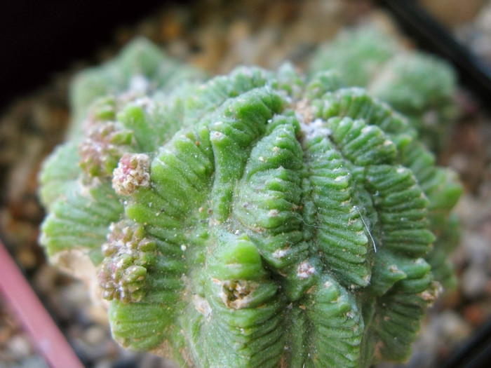 Aztekium ritteri fma monstroasa - NEWS 2012 Suculente si Cacti