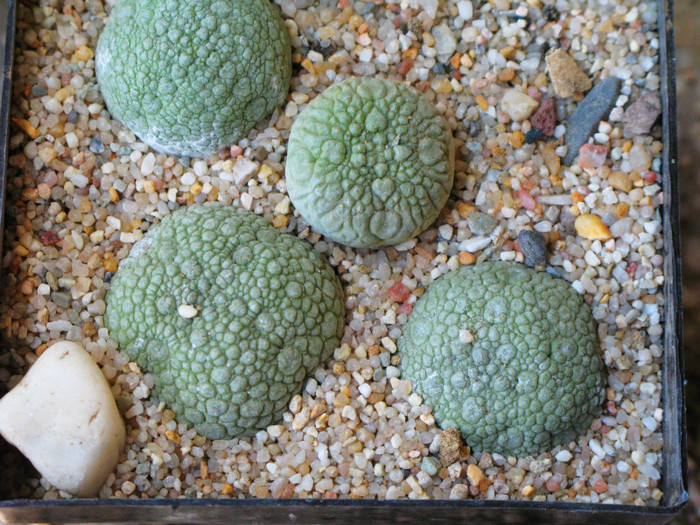 pseudolithops mirgiurtinus - NEWS 2012 Suculente si Cacti