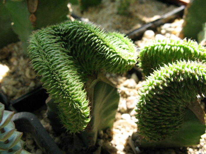 Euphorbia suzannae cristata