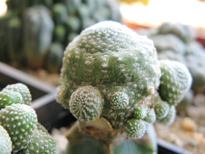 Blossfeldia liliputana - NEWS 2012 Suculente si Cacti