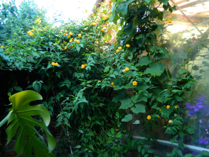 DSCN0247 - August 2012