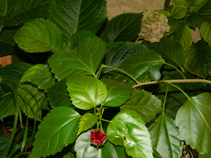 DSCN0297