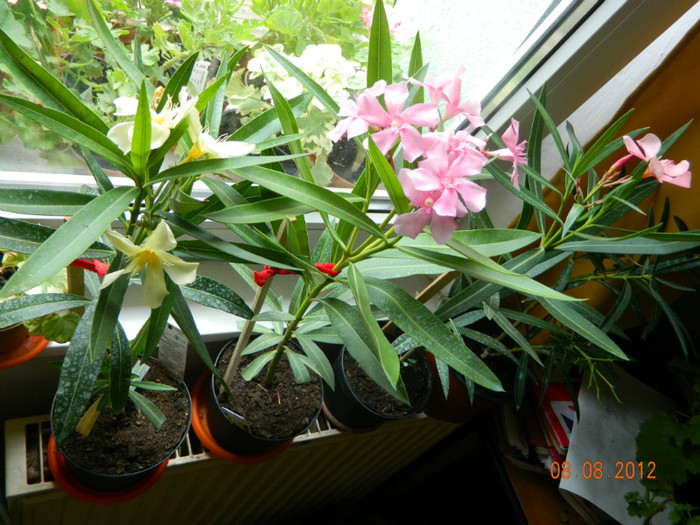 Frumosii mei - Leandrii