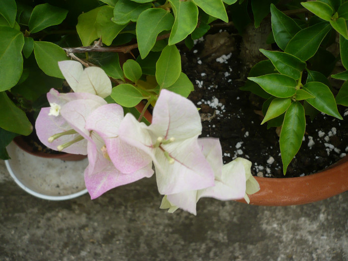 P1160832 - zzz-BOUGAINVILLEA-2012