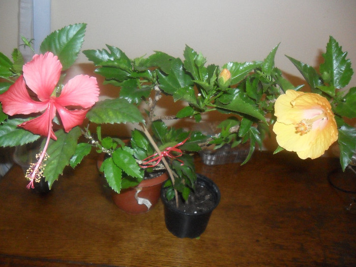 Hibiscus Andersonii   Havana