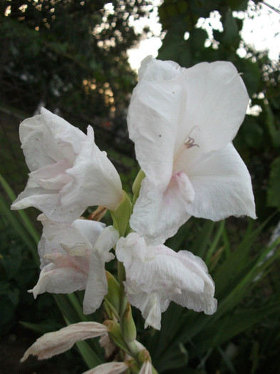 Picture 495 - Gladiole