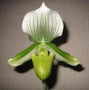 paphi floare - Paphiopedilum