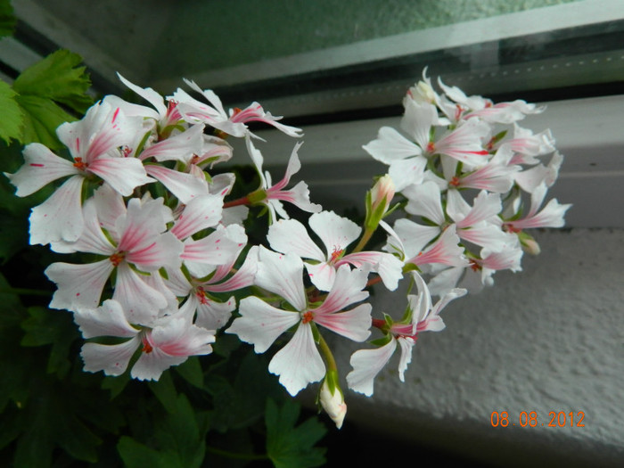 Vectis Volcano; Muscata pelargonium
