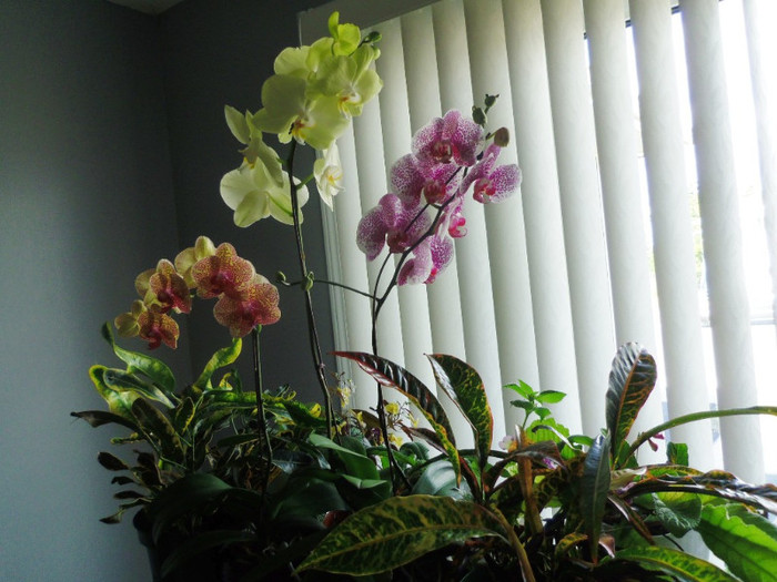 08 aug. 2012 - 2012 Orhidee